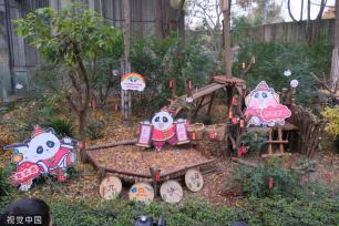成都：大熊猫幼崽集体亮相 与饲养员共同送上新年祝福
