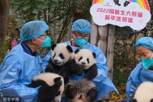 成都：大熊猫幼崽集体亮相 与饲养员共同送上新年祝福