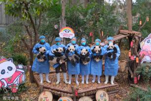 成都：大熊猫幼崽集体亮相 与饲养员共同送上新年祝福