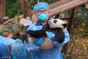 成都：大熊猫幼崽集体亮相 与饲养员共同送上新年祝福