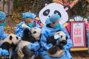 成都：大熊猫幼崽集体亮相 与饲养员共同送上新年祝福