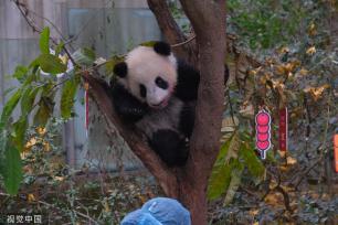成都：大熊猫幼崽集体亮相 与饲养员共同送上新年祝福