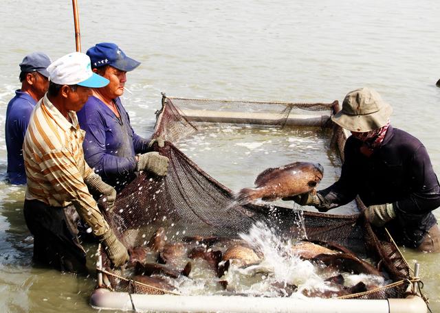 港台腔：谁害惨了台湾石斑鱼养殖户？
