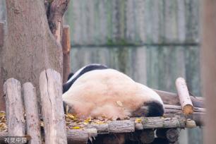 成都：熊猫基地迎来新年首个工作日