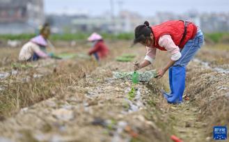 海南：冬季瓜菜产销旺