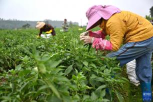 海南：冬季瓜菜产销旺