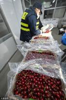 上海：春节前洋山口岸迎进口鲜果入境潮