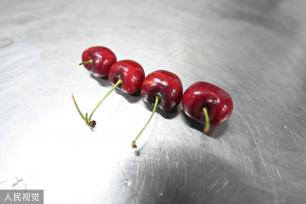 上海：春节前洋山口岸迎进口鲜果入境潮