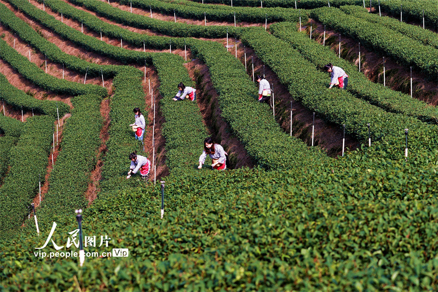 四川纳溪：特早茶开采