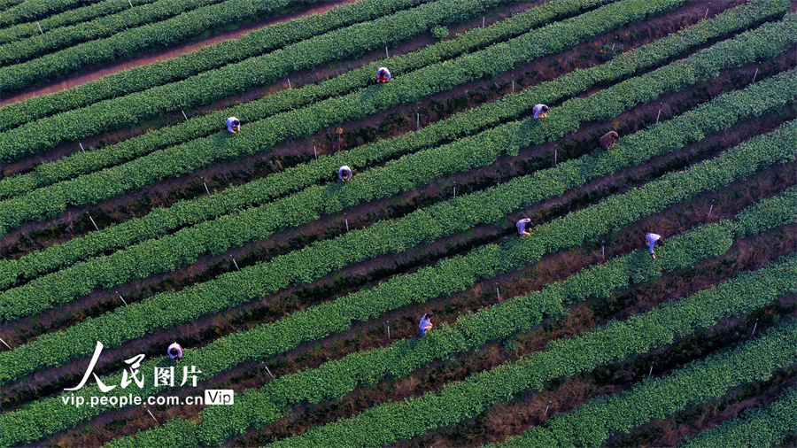 四川纳溪：特早茶开采