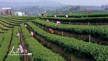 四川纳溪：特早茶开采