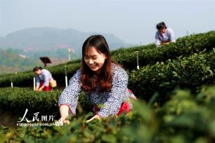 四川纳溪：特早茶开采