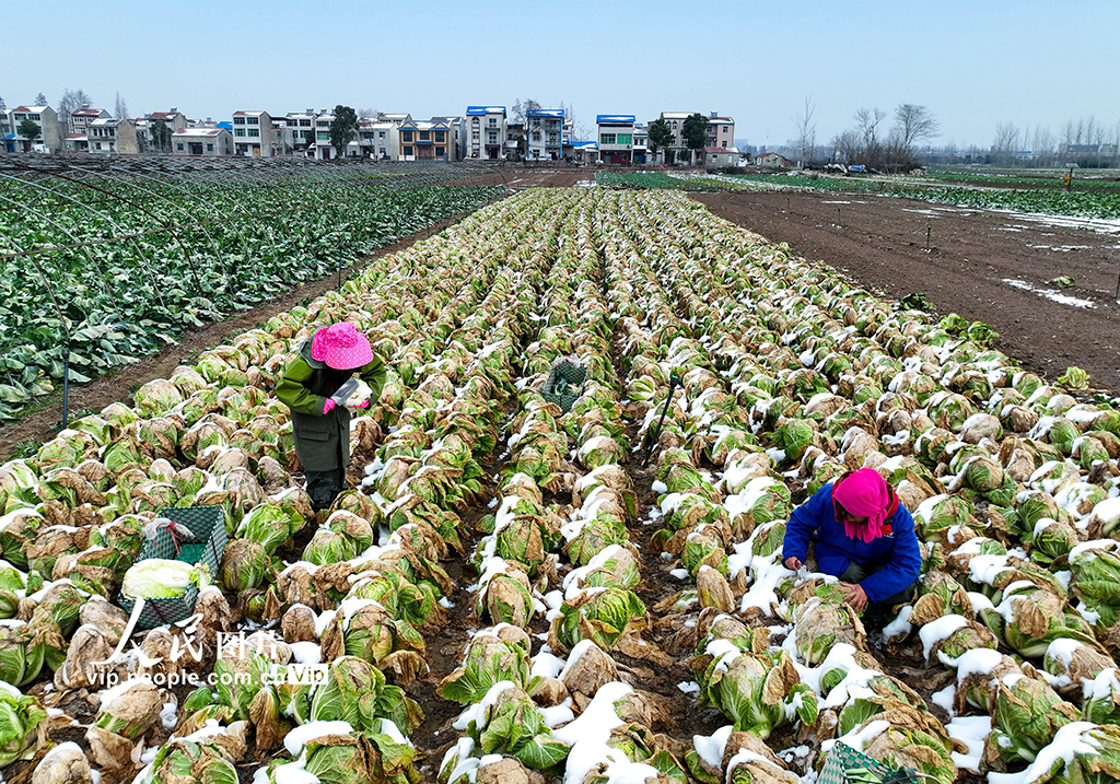 湖北云梦：踏雪采菜保春供