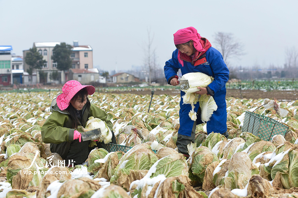 湖北云梦：踏雪采菜保春供