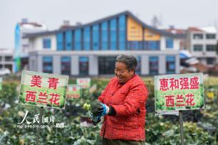 湖北云梦：踏雪采菜保春供