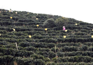 新春走基层 | 广西六堡茶非遗传承人的“南洋梦”