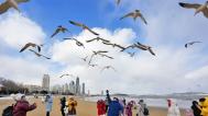 山东烟台：人鸥欢歌闹新春