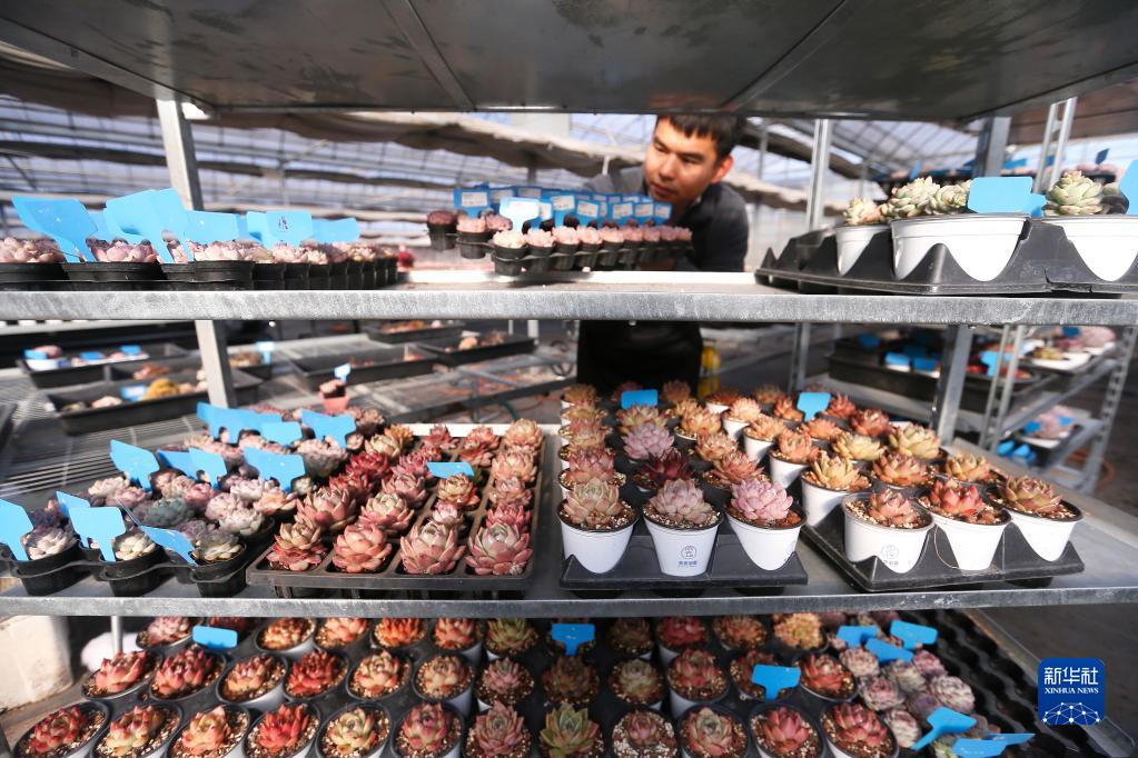 山东即墨：“多肉经济”产销两旺