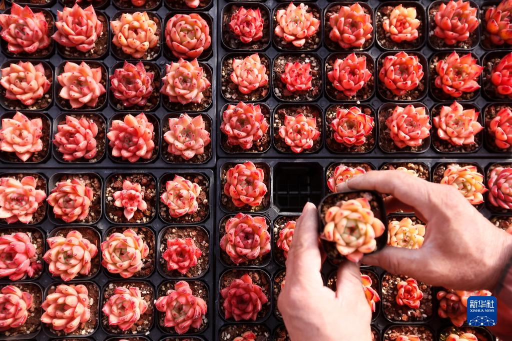 山东即墨：“多肉经济”产销两旺