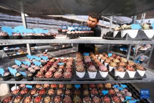 山东即墨：“多肉经济”产销两旺