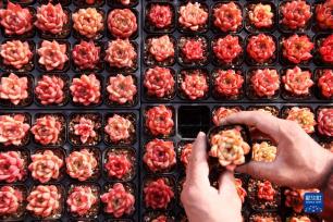 山东即墨：“多肉经济”产销两旺