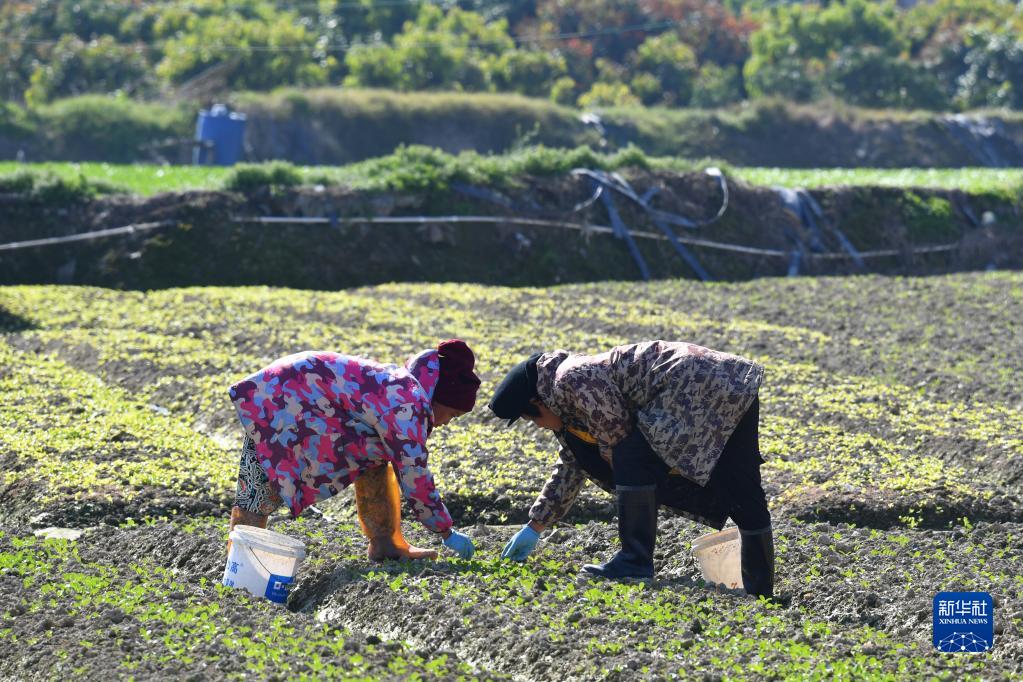 福州蔬菜产区春种春收忙