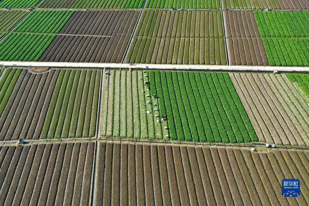 福州蔬菜产区春种春收忙