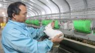四川华蓥：发展肉兔养殖产业助农增收
