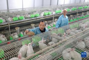 四川华蓥：发展肉兔养殖产业助农增收