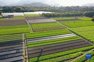 福州蔬菜产区春种春收忙