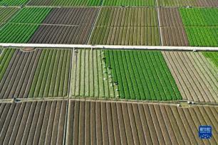 福州蔬菜产区春种春收忙