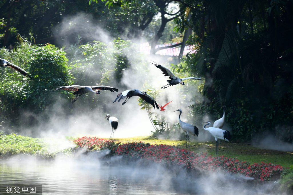 广州冠鹤、丹顶鹤等珍稀鸟类亮相长隆飞鸟乐园