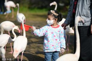 广州冠鹤、丹顶鹤等珍稀鸟类亮相长隆飞鸟乐园