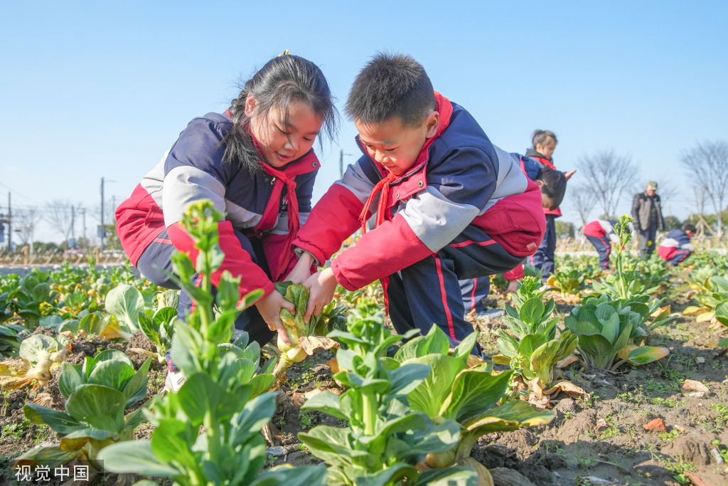 浙江湖州：学生体验蔬菜栽种特色课程