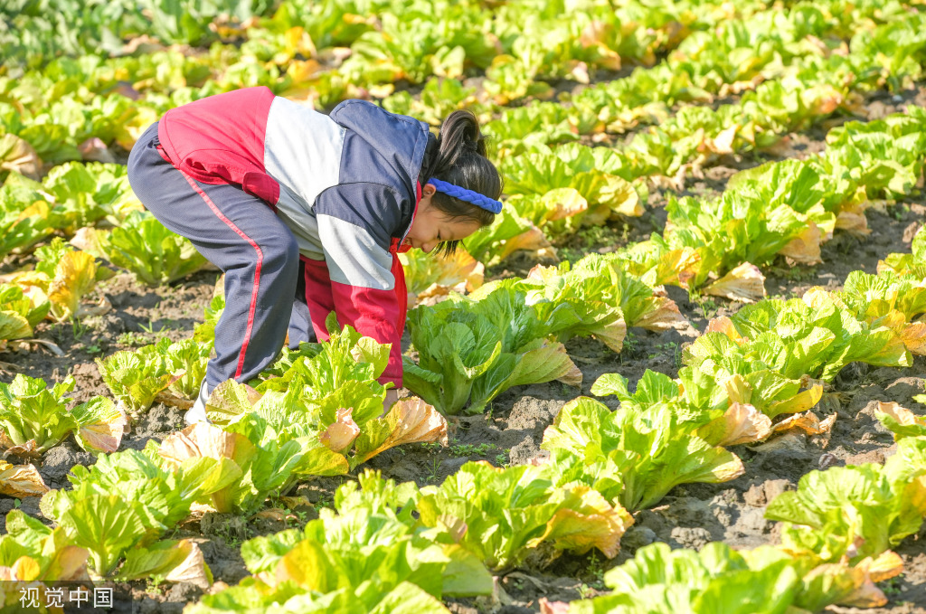 浙江湖州：学生体验蔬菜栽种特色课程