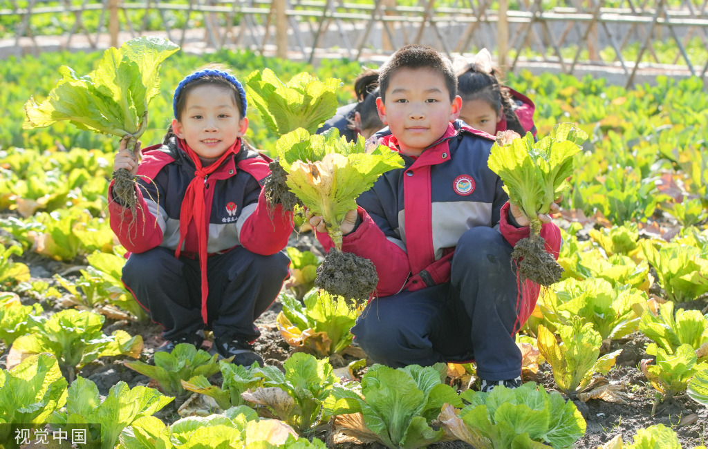 浙江湖州：学生体验蔬菜栽种特色课程