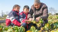 浙江湖州：学生体验蔬菜栽种特色课程