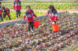 浙江湖州：学生体验蔬菜栽种特色课程