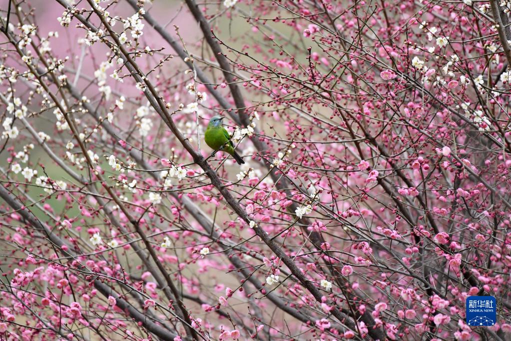 花开春意浓