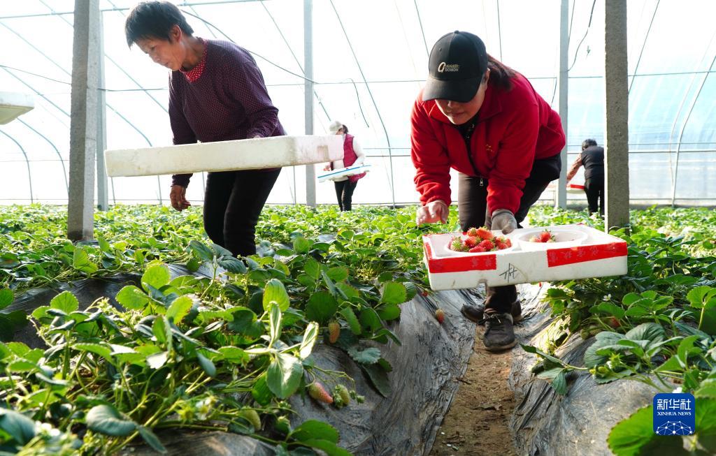 山东东平：草莓陆续成熟，供应各地市场