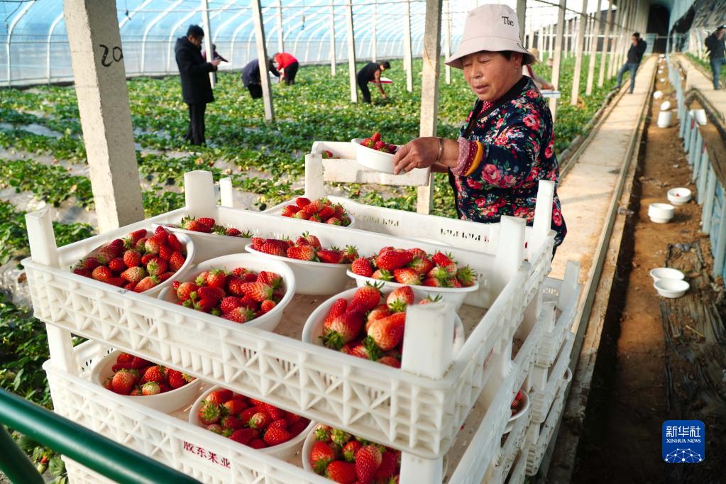 山东东平：草莓陆续成熟，供应各地市场