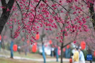 花开春意浓