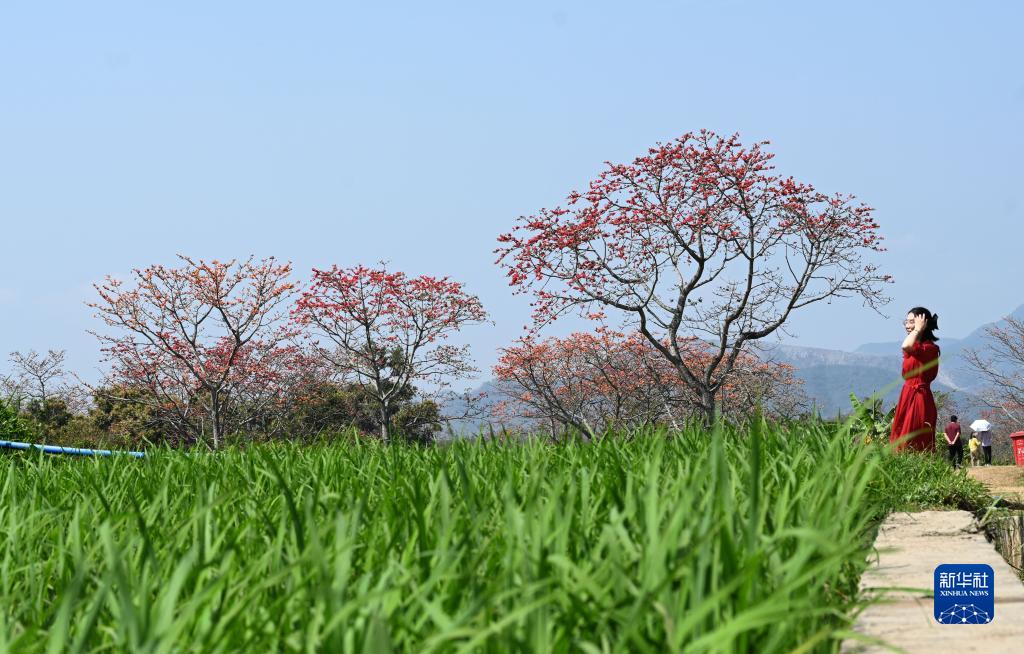 海南昌江：木棉花开引客来