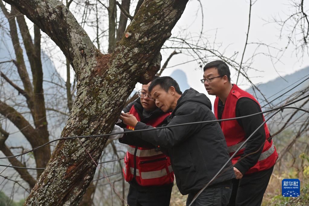 古寨老树“治病”忙