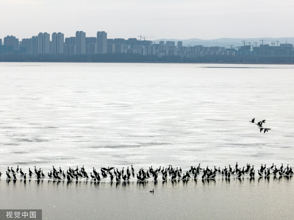 山西长治：数千鸬鹚聚集漳泽湖湿地