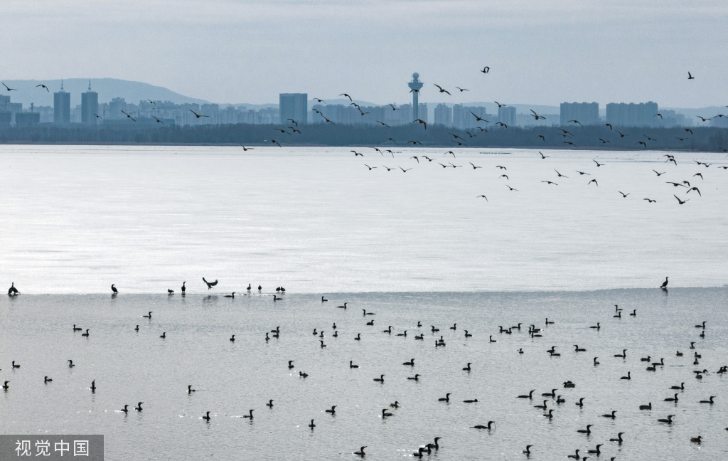 山西长治：数千鸬鹚聚集漳泽湖湿地