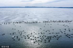 山西长治：数千鸬鹚聚集漳泽湖湿地