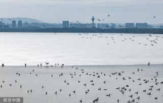 山西长治：数千鸬鹚聚集漳泽湖湿地