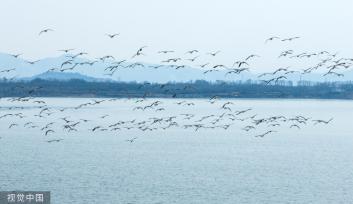 山西长治：数千鸬鹚聚集漳泽湖湿地