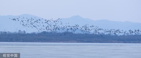 山西长治：数千鸬鹚聚集漳泽湖湿地